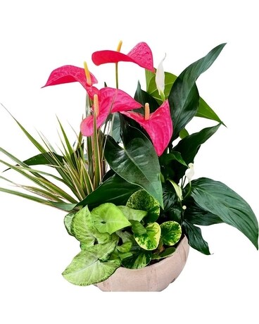 XL Cream Anthurium Planter Plant