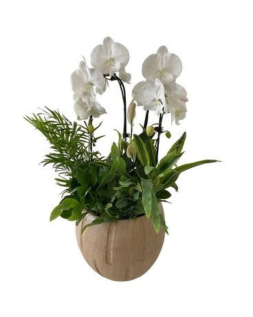 Giant Cream Double Cascade Orchid 2 1/2 feet tall Plant