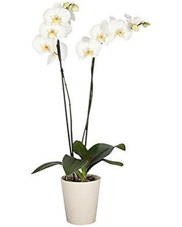 Potted double stem Orchid plants Plant