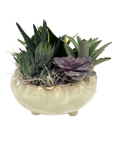 Beige Shallow Succulent Pedestal Plant
