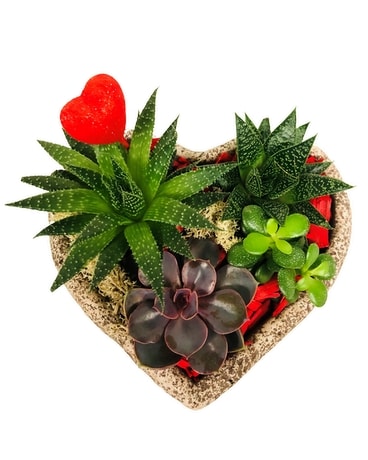 Heart Shaped Succulent Stone Planter Plant