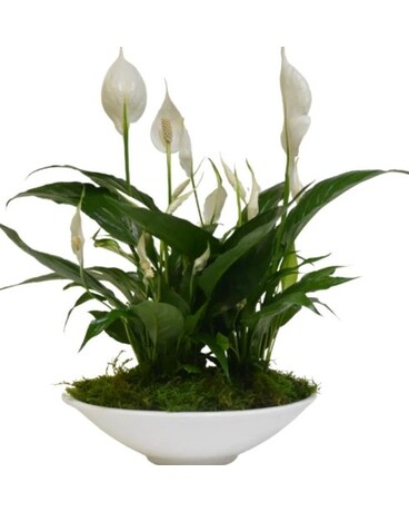 Giant Peace Lily Bowl Plant