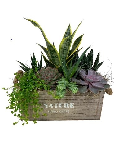 Fall Tropical Nature Box Plant