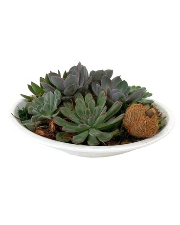 XL Succulent Bowl Plant