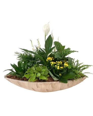 Giant Succulent Wooden Boat Plant
