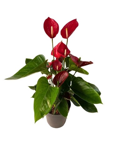 Anthurium Ryan Planter Plant