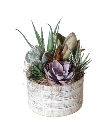 Two Tone Tropical Basket Plant