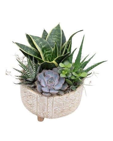 Short Round Orchid & Succulent Planter Plant