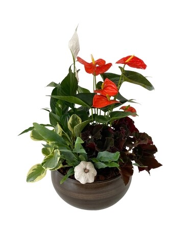 XL Fall Caramel Swirl Plant