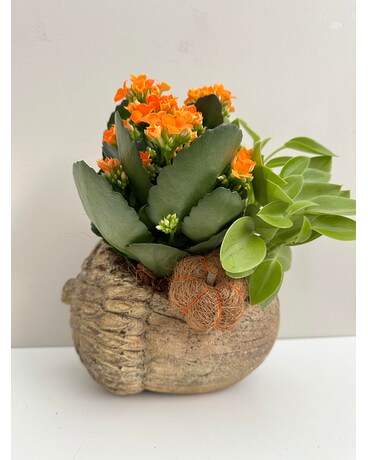 Acorn Fall Planter Plant