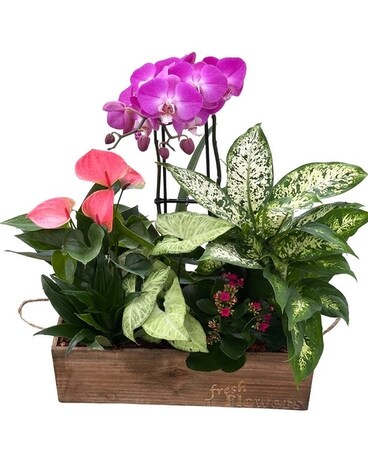 Cai Tropical Bowl Plant
