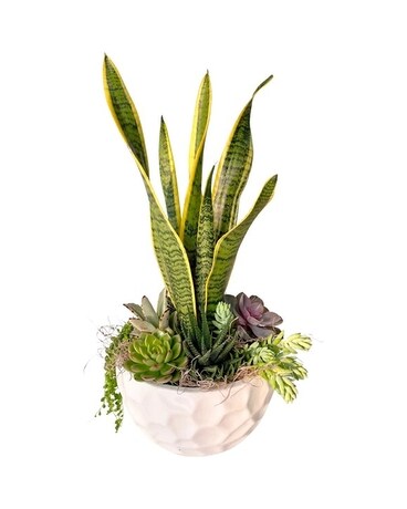 XL White Succulent Golf Ball Plant