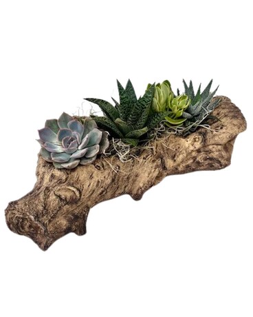 Large Succulent Log Plant