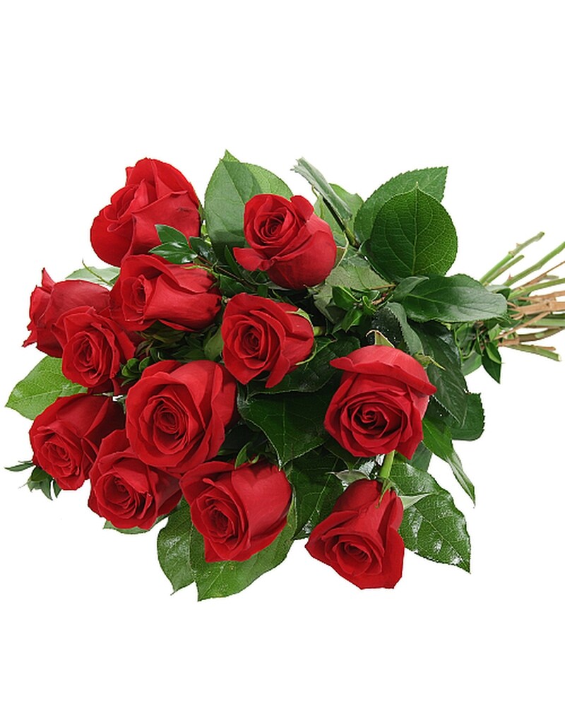 Fresh Cut Roses Wrapped in Nepean ON - Infinity Flowers Inc.