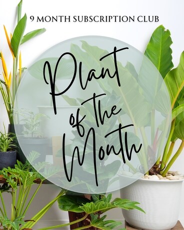 Plant of the Month - 9 Month Subscription Club Plant