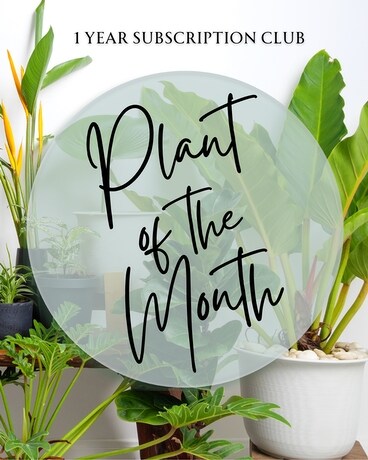 Plant of the Month - 1 Year Subscription Club Plant
