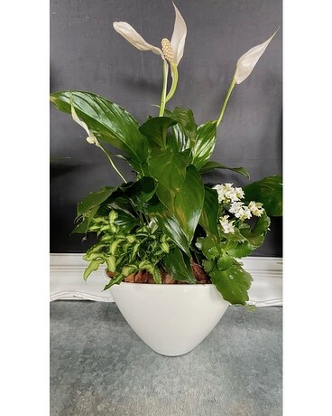 Planter Dish Garden Plant