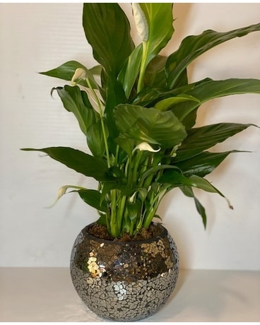 Peace Lily In Mosaic Containers Flower Arrangement