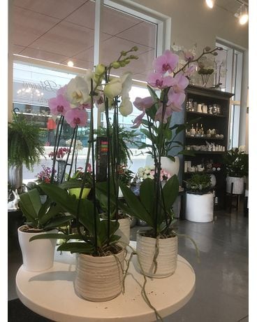 Beautiful   Orchids  plants Flower Arrangement