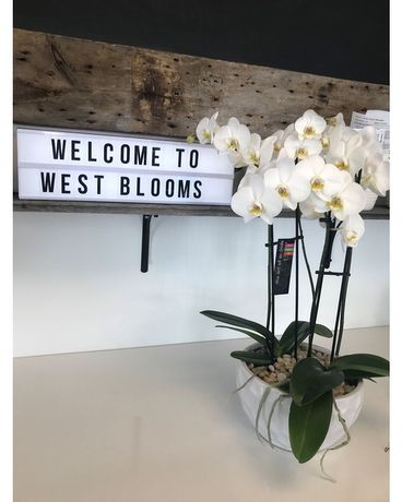 Orchid Plants Flower Arrangement