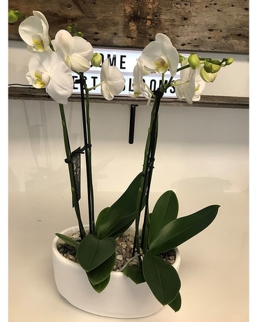 Orchid planter Flower Arrangement