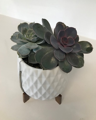 Classic Mod Pot with Succulent Flower Arrangement