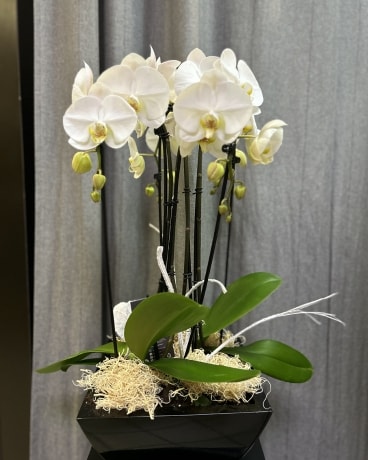 Potted Orchids Flower Arrangement