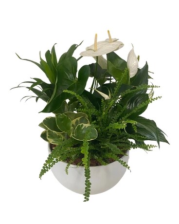 WHITE PLANT GARDEN in Milton ON - Karen's Flower Shop