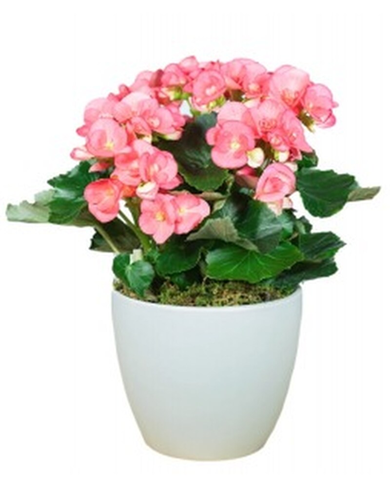 Begonia Plant in Milton ON - Karen's Flower Shop