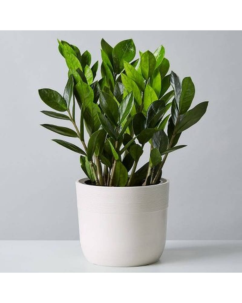 ZZ Plant in Milton ON - Karen's Flower Shop