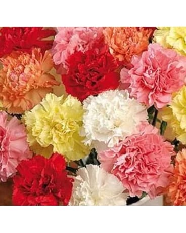 Bouquets Oeillets. (no vase) Flower Arrangement