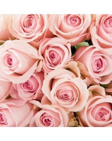Blush Pink Roses Bouquet