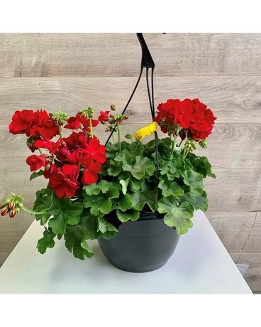 JARDINIERE EXTERIEURE 10 POUCES Flower Arrangement