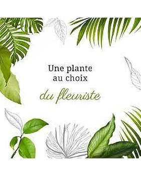 chinese money plant kaufen Chinese Money Plant - Pilea Peperomioides | Table Top Indoor Plants