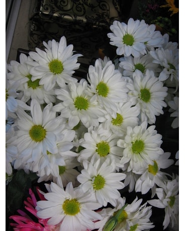 The White Daisies Flower Arrangement
