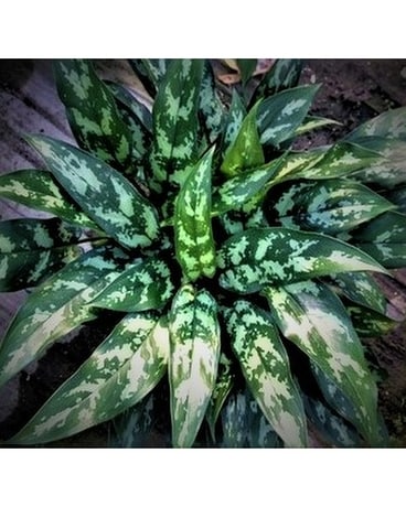 AGLAONEMA EMERALD BEAUTY Plant