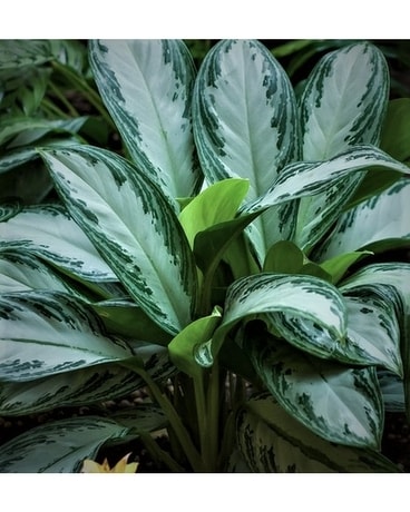 AGLAONEMA SILVER BAY Plant