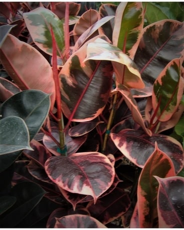 FICUS RUBY Plant
