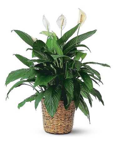 Large Spathiphyllum Plant Plant