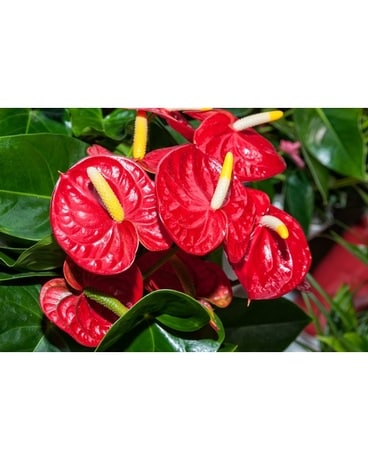 ANTHURIUM Plant