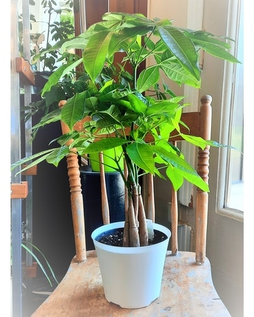 PACHIRA AQUATICA Plant
