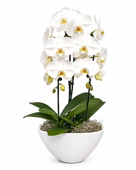Orchid Elegance Plant Flower Arrangement