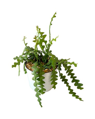 Ric Rac Cactus by Cactus Flower Plant