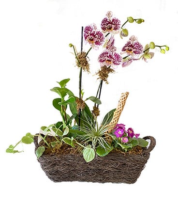 Blooming Beauty by Cactus Flower Plant