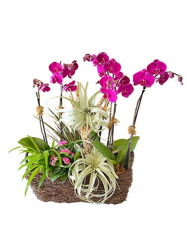 Wild for You by Cactus Flower Plant