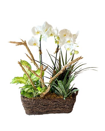 Orchid Paradise by Cactus Flower Plant