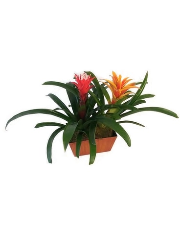 Bromeliad Duo by Cactus Flower Flower Arrangement
