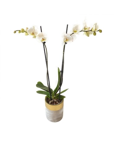 Phalaenopsis Orchid by Cactus Flower Flower Arrangement