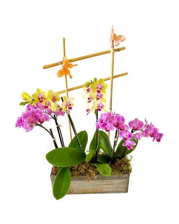 Deluxe Butterfly Kisses by Cactus Flower Flower Arrangement