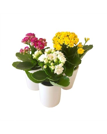 Blooming Trio by Cactus Flower Flower Arrangement